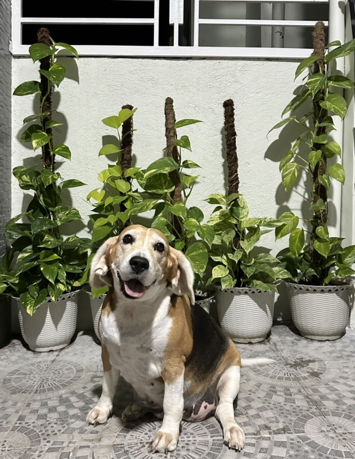 A happy beagle sitting in front of potted plants